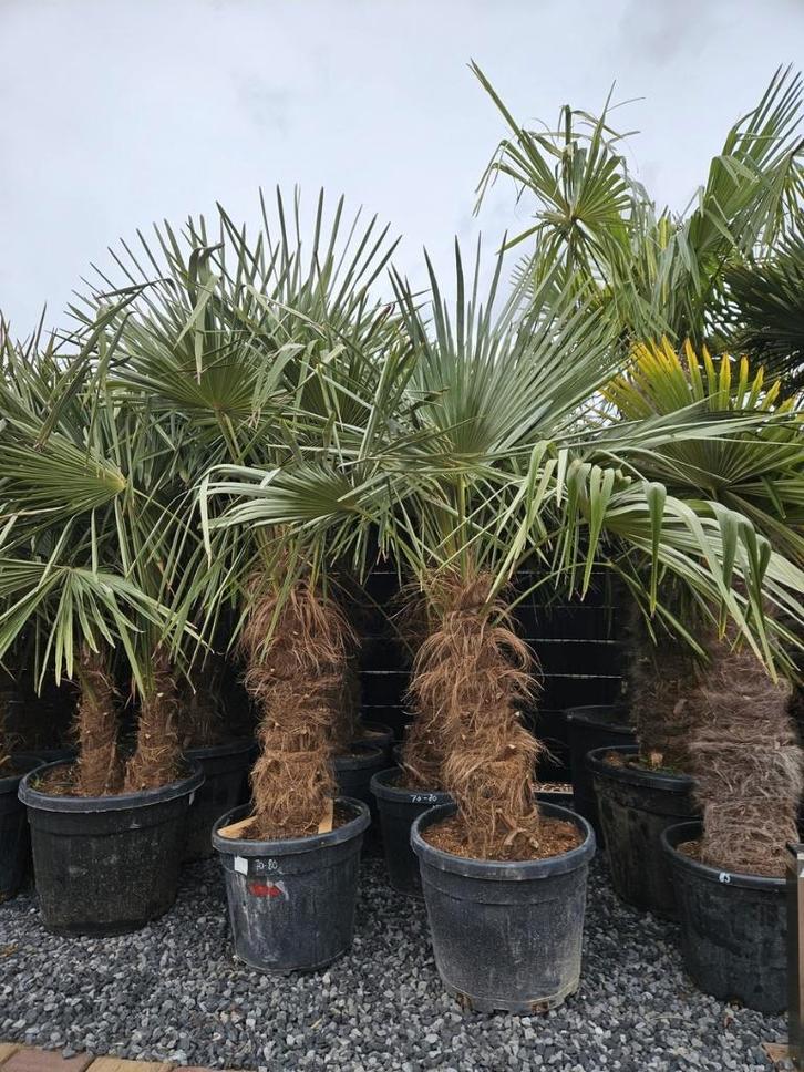 MOOIE DIKKE GOED GEWORTELDE WINTERHARDE TRACHYCARPUS PALMEN, Tuin en Terras, Planten | Bomen, Palmboom, 100 tot 250 cm, Halfschaduw