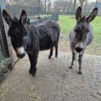 te koop 2 ezels  (merrie), Dieren en Toebehoren, Overige Dieren, Mei, Vrouwelijk
