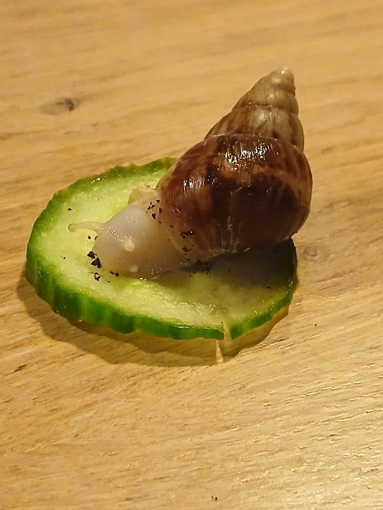 Agaatslakken wit, Dieren en Toebehoren, Reptielen en Amfibieën, Overige soorten, Tam, 0 tot 2 jaar