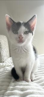 Lieve kitten ter overname, Dieren en Toebehoren, Katten en Kittens | Overige Katten, Poes