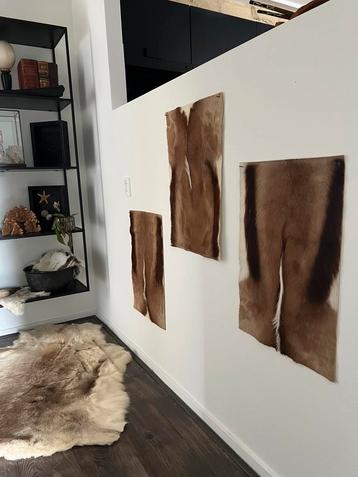 Prachtige Nieuwe Opgezette Springbok Huiden Taxidermie beschikbaar voor biedingen