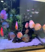 Heel mooi kubus aquarium, Dieren en Toebehoren, Ophalen, Gebruikt, Leeg aquarium