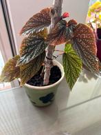 Begonia Benigo Pink kamerplant balkon plant, Ophalen of Verzenden