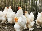 Broedeieren brahma lemon pyle, Dieren en Toebehoren, Kip