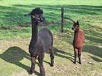 Alpaca merrie met veulen te koop, Dieren en Toebehoren, Augustus, Meerdere dieren