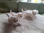 Ragdoll kitten, Dieren en Toebehoren, Katten en Kittens | Raskatten | Langhaar, Meerdere dieren, Ontwormd