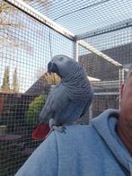 Grijze roodstaart, Dieren en Toebehoren, Vogels | Parkieten en Papegaaien, Vrouwelijk, Papegaai, Pratend