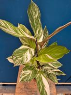 Calathea Princess Dayla Variegata p14 (1), Ophalen of Verzenden, Halfschaduw, Minder dan 100 cm