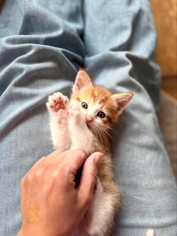 Ragdoll- X kitten Mellow beschikbaar voor biedingen