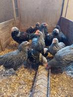 Faverolle, Dieren en Toebehoren, Mannelijk, Kip