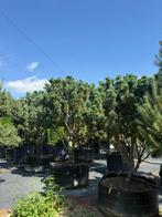 Exclusieve Pinus pumila 'Compacta' solitair te koop!, Tuin en Terras, Planten | Bomen, Overige soorten, 250 tot 400 cm, Zomer