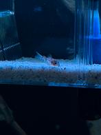 Jonge Corydoras (dwergpantsermeerval) – eigen kweek, Dieren en Toebehoren, Vissen | Aquariumvissen, Vis