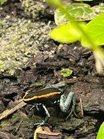 Phylobates Vitattus, Dieren en Toebehoren, Amfibie