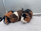 Lieve jonge cavia’s, Dieren en Toebehoren, Knaagdieren, Cavia, Meerdere dieren, Tam, September