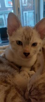 Savannah zuiver ras met STB. Nog één mannetje beschikbaar!, Dieren en Toebehoren, Kater, Met stamboom, 0 tot 2 jaar