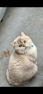 Bristekorthaar dekkater Angelo, Dieren en Toebehoren, Kater, Kortharig, 3 tot 5 jaar