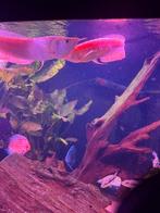 Lutino arowana, Dieren en Toebehoren, Vis