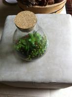 Glazen fles met kurk met kunstplantjes., Ophalen of Verzenden, Zo goed als nieuw, Rond, Glas