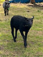 Blauwe texelaar ram, Dieren en Toebehoren, Schapen, Geiten en Varkens, Mannelijk, Schaap