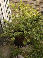 Mooi zware pot, met mooie plant, Tuin en Terras, Planten | Tuinplanten, Ophalen, Overige soorten, Volle zon