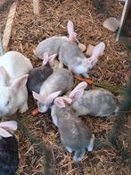 Te koop duitse reusen, Dieren en Toebehoren, Konijnen, Meerdere dieren, Groot, 0 tot 2 jaar