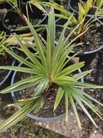 Trachycarpus Kumaon, Overige soorten, Volle zon, Vaste plant, Ophalen of Verzenden