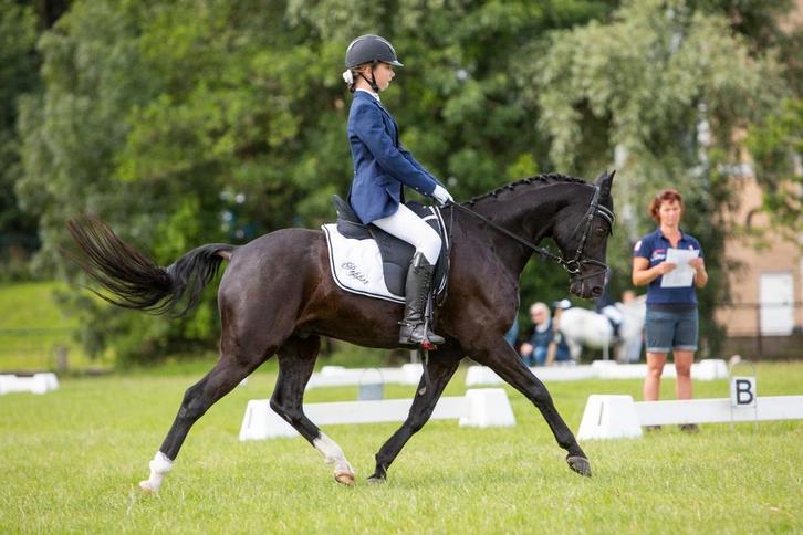 Zwarte D pony Te Koop, Dieren en Toebehoren, Pony's, Ruin