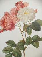 7 rozen kleurengravures roos rose rosa Pierre-Joseph REDOUTE, Antiek en Kunst, Ophalen of Verzenden