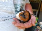 3 driekleur beertjes, Dieren en Toebehoren, Knaagdieren, Juni, Mannelijk, Cavia