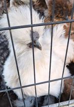 Gratis af te halen: 2 jonge zijdehoen haantjes, Dieren en Toebehoren, Pluimvee, Mannelijk, Kip