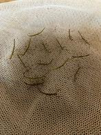 Wandelende takken, Wandelende tak