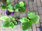 Schoenlappersplant, Tuin en Terras, Ophalen of Verzenden, Zomer, Volle zon