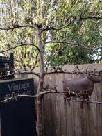 Mooie Lei Perenboom in Pot - 2 Meter Hoog, Tuin en Terras, Planten | Bomen, Leiboom, Lente, 100 tot 250 cm, Ophalen