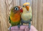 fisheri dwergpapegaaitjes, Dieren en Toebehoren, Vogels | Parkieten en Papegaaien, Meerdere dieren, Dwergpapegaai of Agapornis