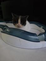 Maine coon kittens Met stamboom, Dieren en Toebehoren, Katten en Kittens | Raskatten | Langhaar, Meerdere dieren, Gechipt, 0 tot 2 jaar