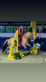 Te koop: Lieve, betrouwbare Fjord pony Freya, Dieren en Toebehoren, B, 7 tot 10 jaar, Recreatiepony, D pony (1.37m tot 1.48m)