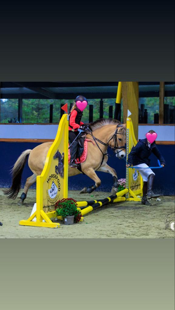 Te koop: Lieve, betrouwbare Fjord pony Freya, Dieren en Toebehoren, Pony's, Merrie, B, D pony (1.37m tot 1.48m), Recreatiepony