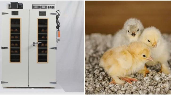 Uitbroedservice Heerlen, Dieren en Toebehoren, Pluimvee, Kip, Geslacht onbekend