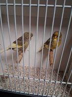Mooi koppeltje gloster kanaries, Dieren en Toebehoren, Vogels | Kanaries, Meerdere dieren, Kleurkanarie