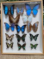 Vlinder insect opgezet morpho, Ophalen of Verzenden, Insect, Opgezet dier