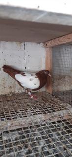 Nederlandse Hoogvlieger, Dieren en Toebehoren, Vogels | Duiven, Mannelijk, Kropper