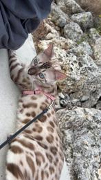 Seal lynx vol ras Bengaalse kater 1 jaar oud, Kater, Gechipt, 0 tot 2 jaar