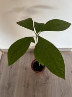 Avocado plant, Ophalen, Volle zon, Overige soorten, Minder dan 100 cm