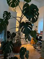 Monsera ongeveer 180 cm hoogte prachtig, Ophalen, Halfschaduw, 150 tot 200 cm