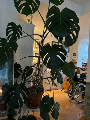 Monsera ongeveer 180 cm hoogte prachtig beschikbaar voor biedingen