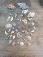 Verzameling schelpen 1, Verzamelen, Mineralen en Fossielen, Ophalen of Verzenden