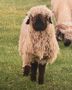 Walliser schwarznase ram, Dieren en Toebehoren, Schapen, Geiten en Varkens, Meerdere dieren, Schaap