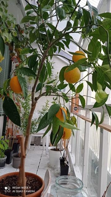 citrus bloedsinaasappel. beschikbaar voor biedingen