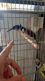 Koppel buulbuul Witoor en Roodoor buulbuul, Dieren en Toebehoren, Vogels | Overige Vogels, Meerdere dieren