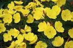 Oenothera fruticosa (Vaste Teunisbloem), Overige soorten, Vaste plant, Ophalen of Verzenden, Halfschaduw